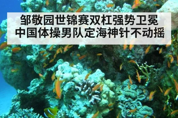 邹敬园世锦赛双杠强势卫冕 中国体操男队定海神针不动摇